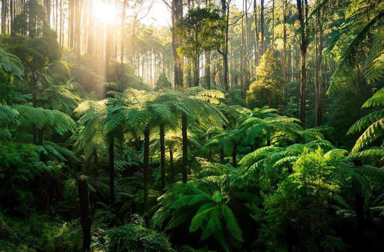 Ferny Hill Retreat, Emerald Victoria Esterno foto